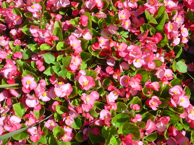 La longue floraison des bégonias semperflorens