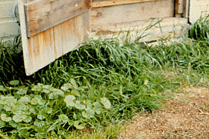 Jardin : contrôle des mauvaise herbes en automne