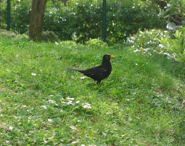Le merle, un familier des jardins