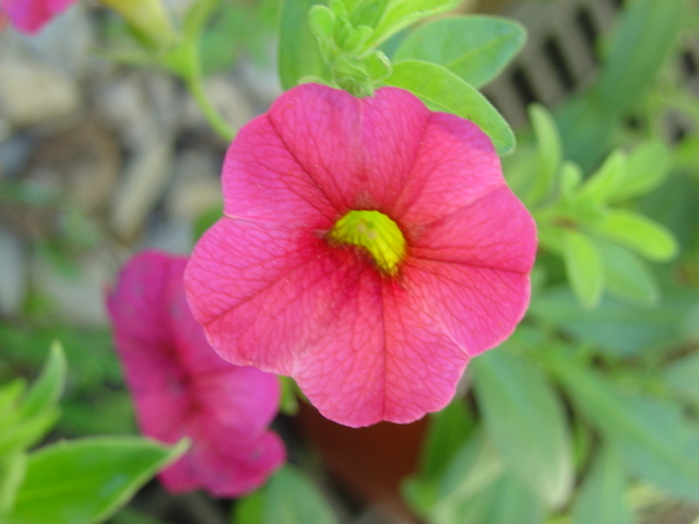 Un petit pétunia trés florifère