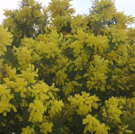 Insectes et maladies des mimosas