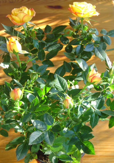 Soignez votre mini-rosier