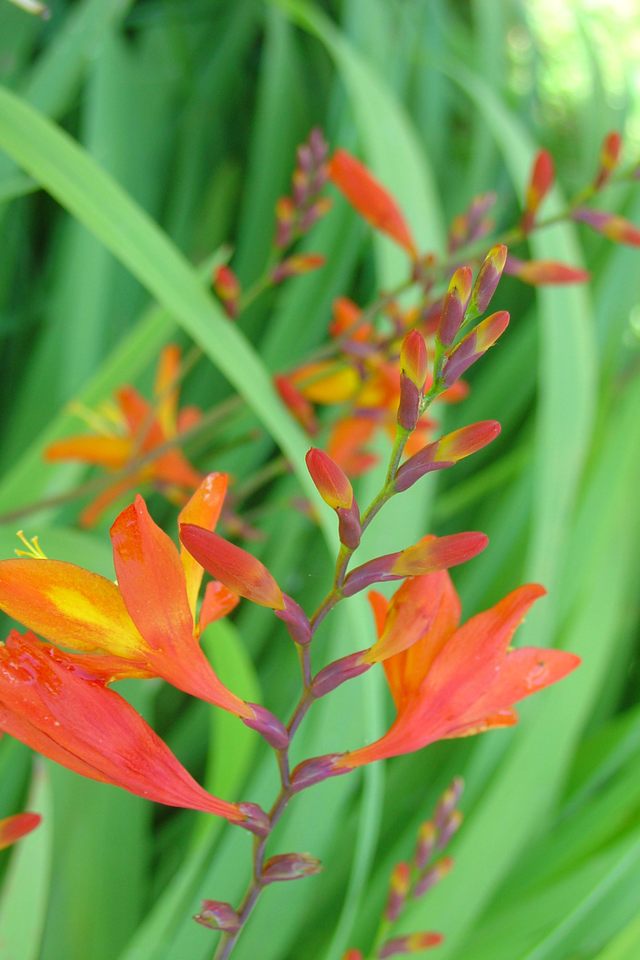 La couleur éclatante des montbretias