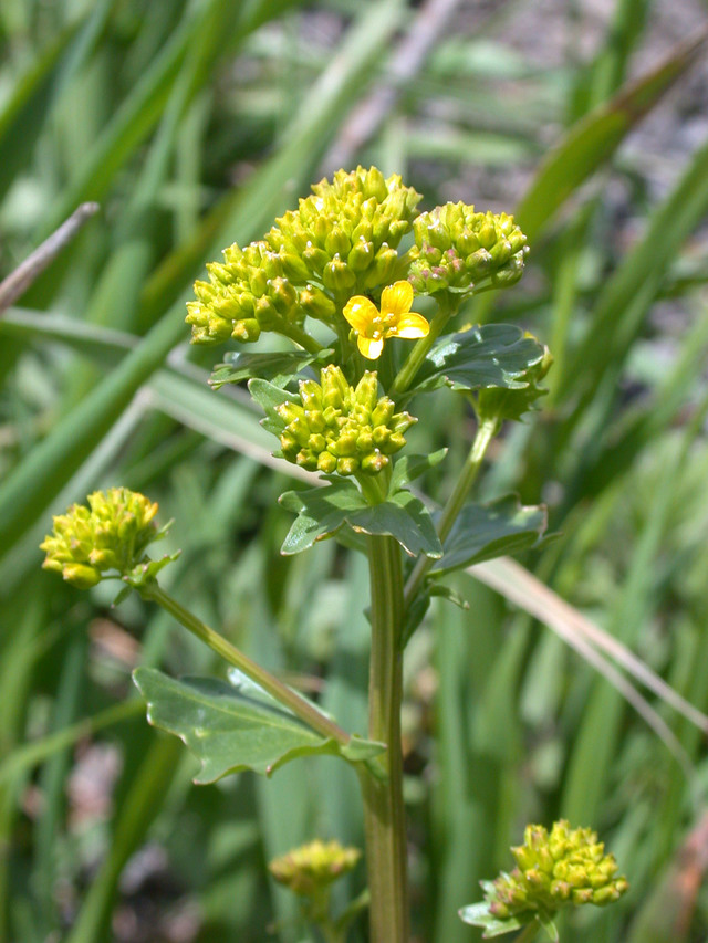 A propos des engrais verts