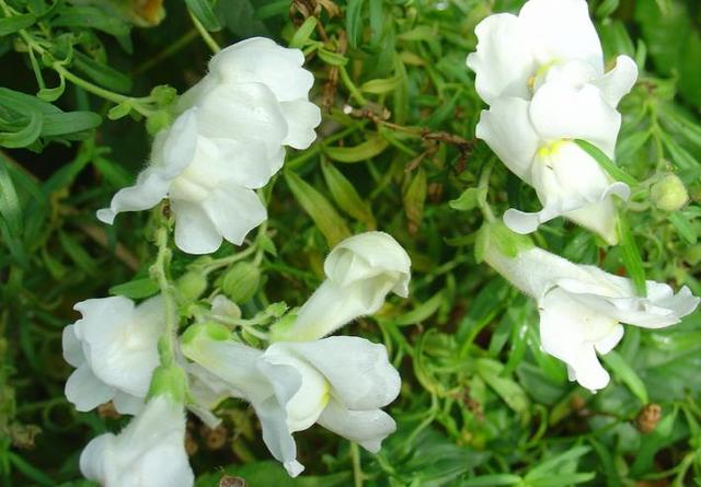 Semis de mars pour floraison estivale