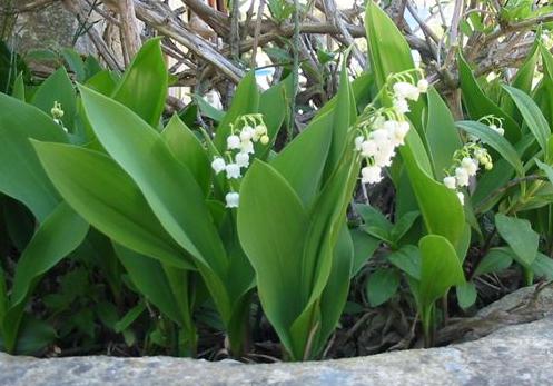 Le muguet du 1er mai