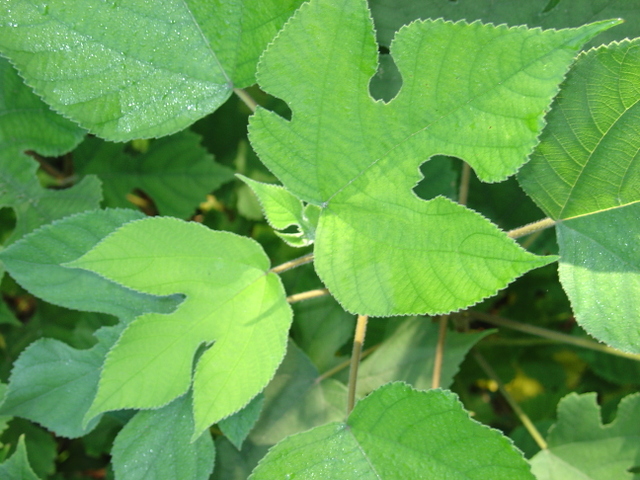 Le mûrier à papier ou mûrier de Chine