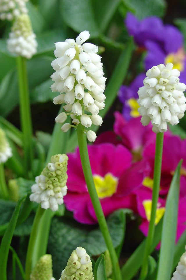 Quelques associations réussies dans les potées