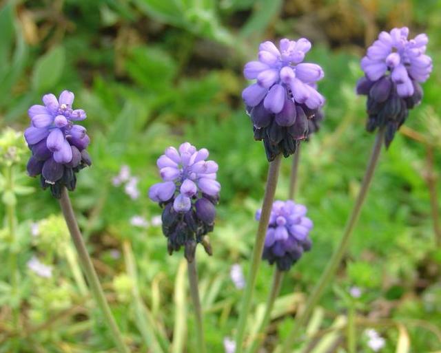 Petits muscaris au bleu si intense