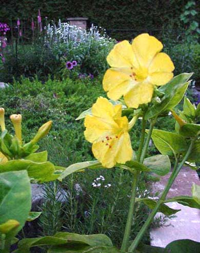 Semez des belles de nuit