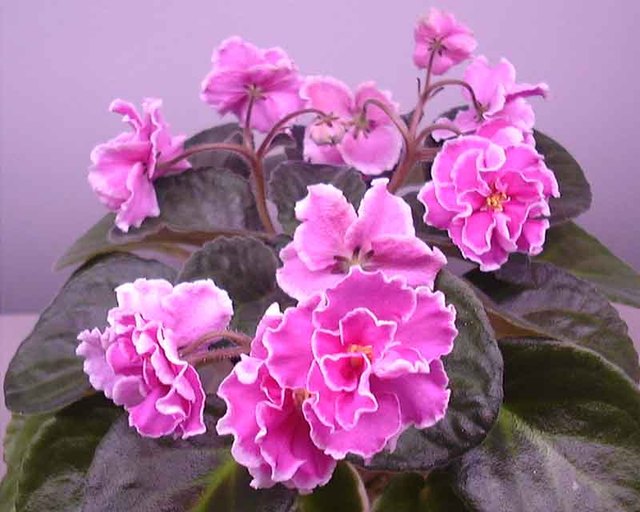 La violette du cap, le Saintpaulia