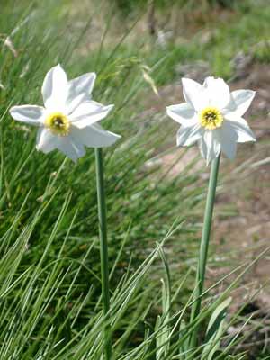 Plantez des narcisses