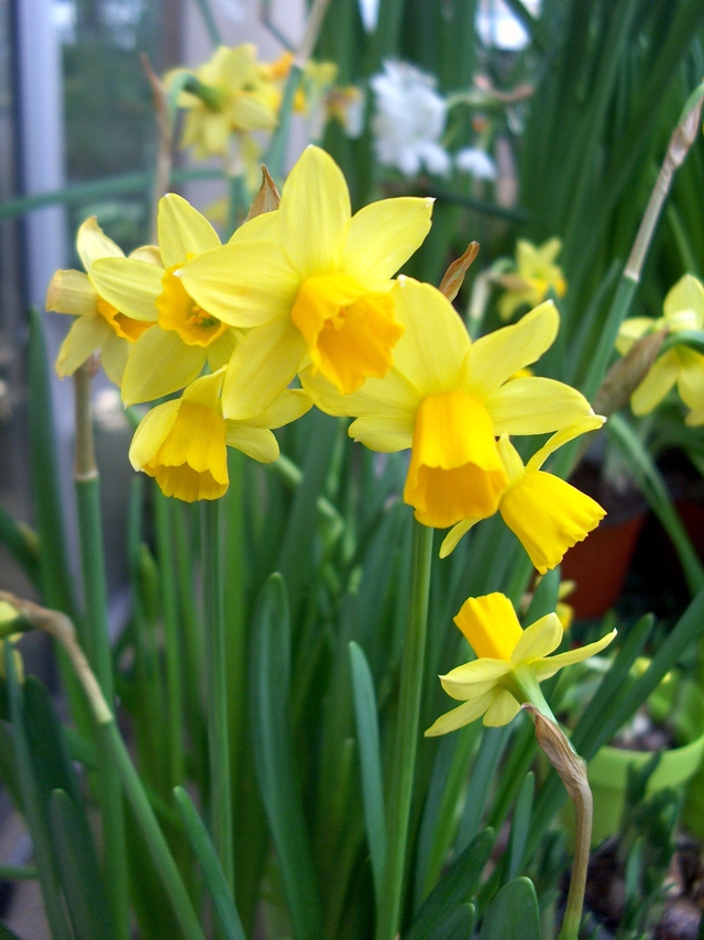 Le printemps au balcon