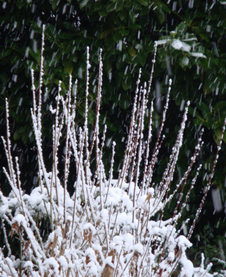 La neige au jardin