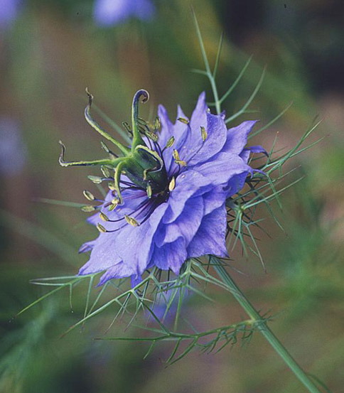 Trés fleur bleue, la nigelle de Damas