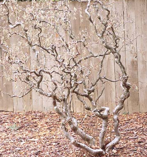 Des natures torturées, le saule et le noisetier