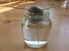 Semis de mangues ou d’avocats