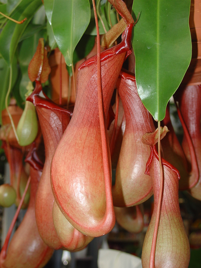 Le monde étrange des nepenthes