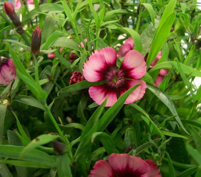 On les aime ces oeillets de Chine!