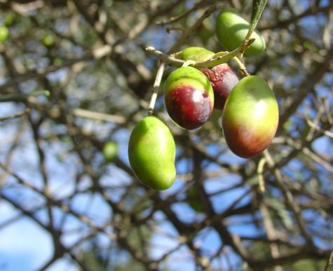 Les olives, fruits du soleil