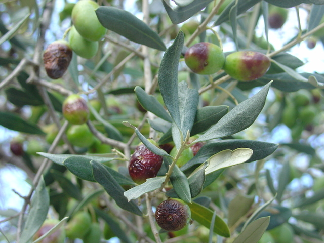 Quand vient la mouche de l’olivier