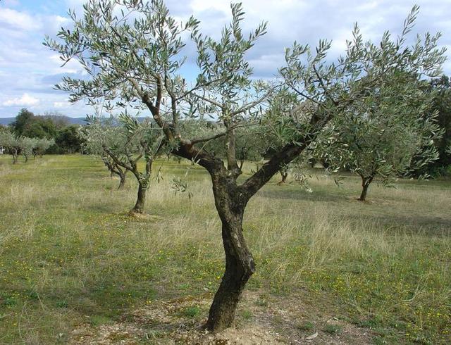 L’olivier, un arbre de légende