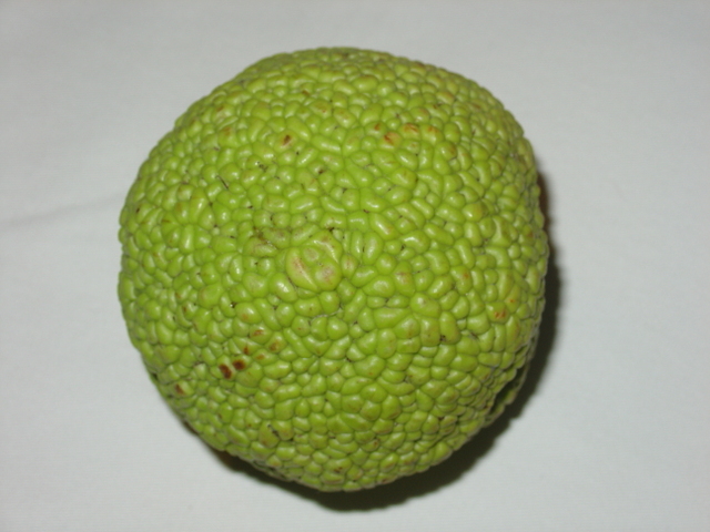 L’oranger des osages, arbre ornemental