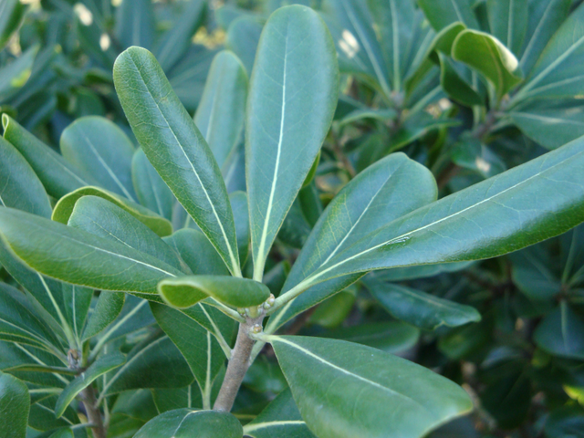 Plantez vos arbres et arbustes à racines nues I