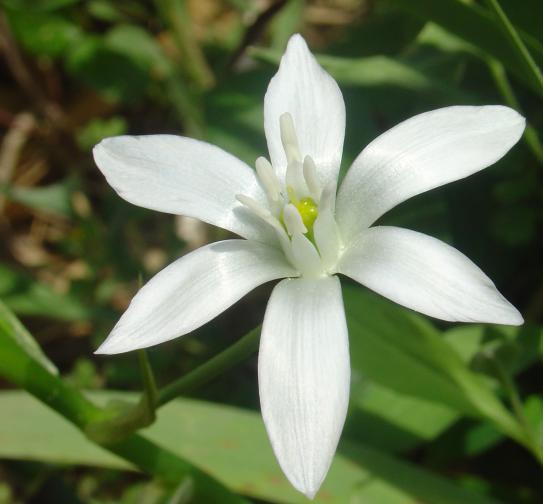 L’ornithogale en ombelle, la dame de 11heures