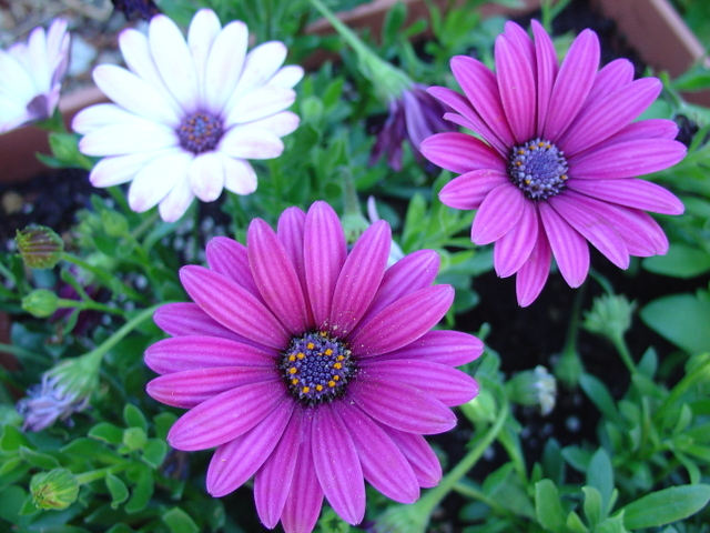 les ostéospermums, si faciles à vivre!