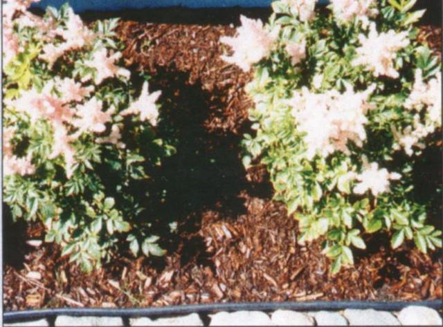 Utilisez les paillis