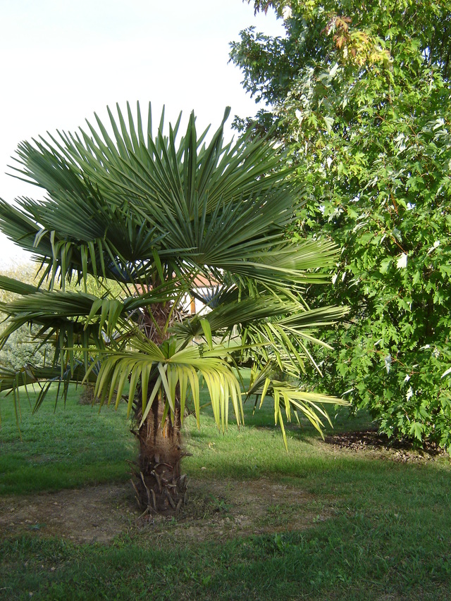 Palmier pour tous