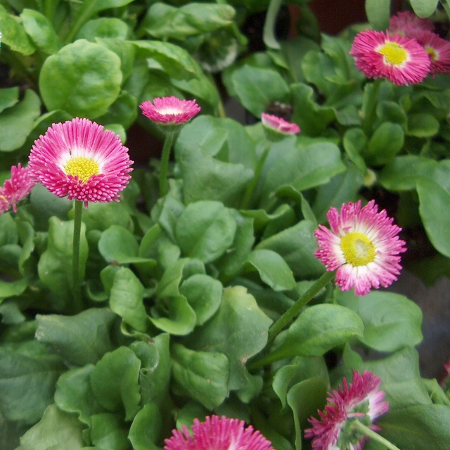 Les jolies paquerettes, annoncent-elles les beaux jours ?