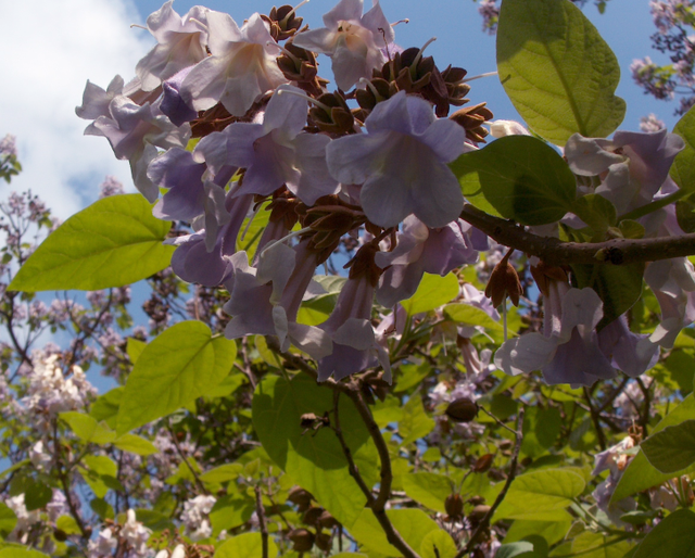Quel arbre ce paulownia!