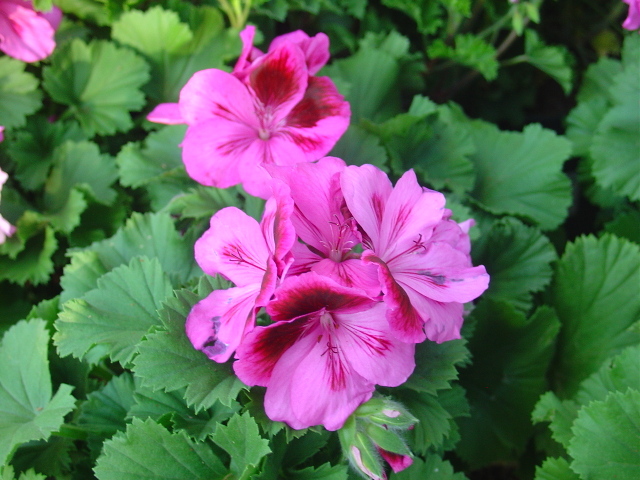 Pélargoniums en péril