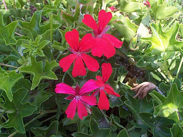 Bouturer le pelargonium
