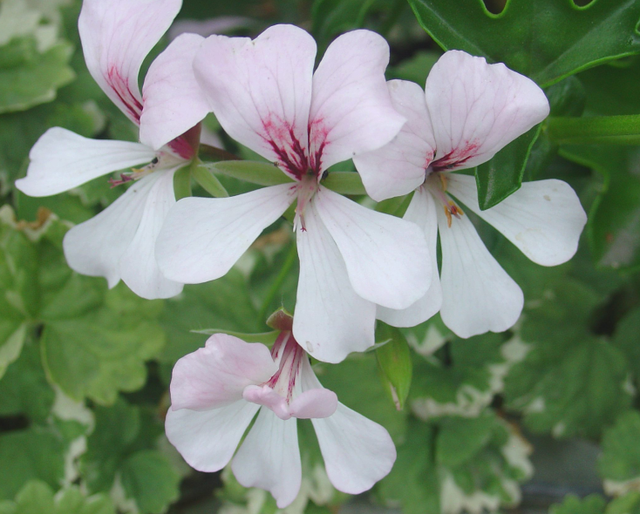 Les pelargoniums n’aiment pas le froid