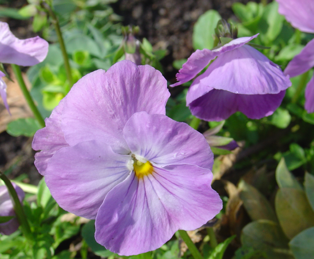 Changement de décor pour une jardinière