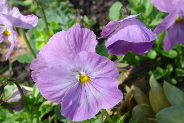 Et toujours des pensées…