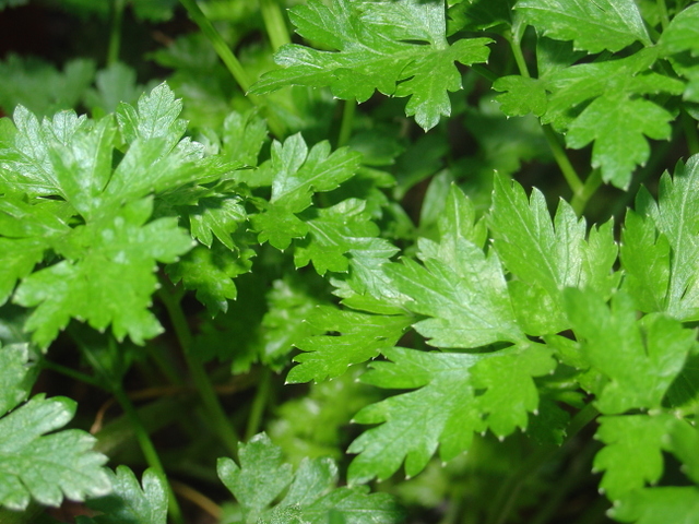 Ayez des plantes aromatiques à portée de main