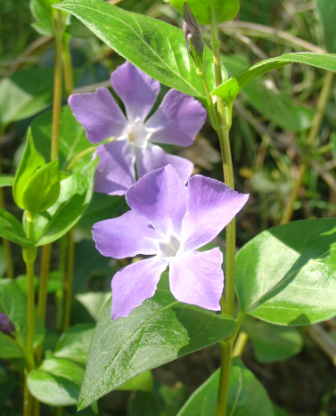 Le printemps s’installe au jardin