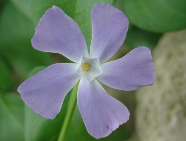 Quelques pervenches…