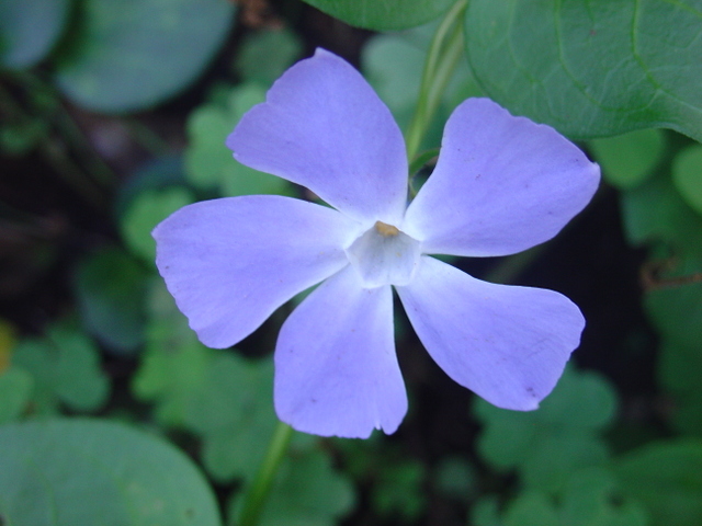 Vinca minor et vinca major, les belles pervenches
