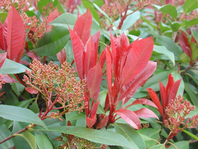 Pensez aux feuillages colorés ou panachés