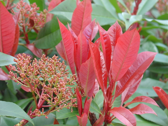 Le photinia de Fraser « red Robin »,arbuste décoratif