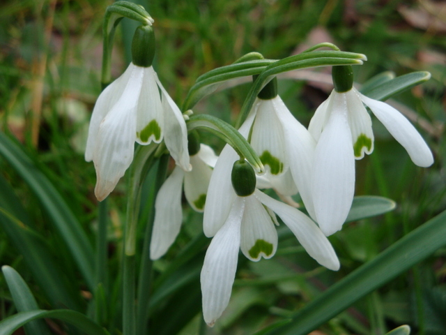 La floraison hivernale des perce-neige