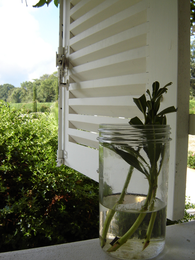 Bouturer dans l’eau