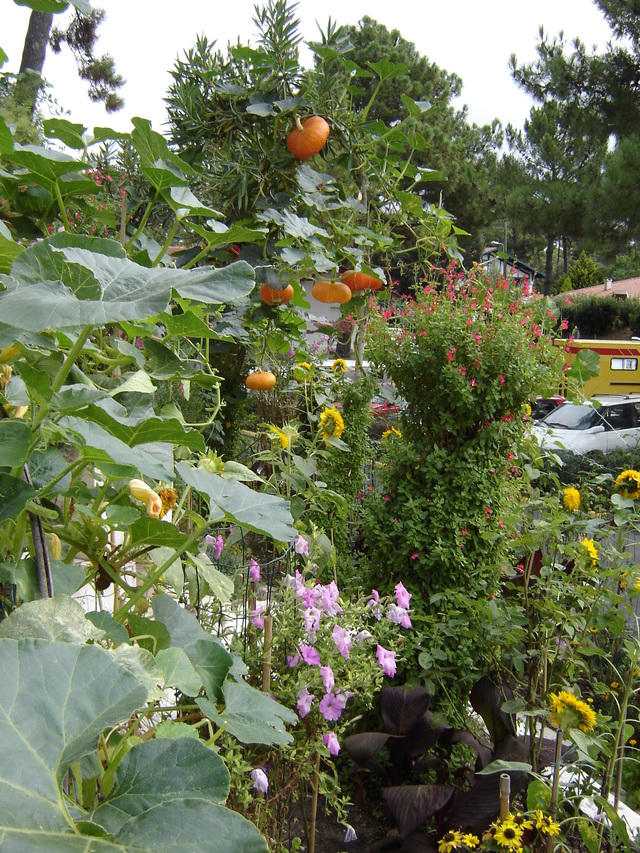 Manifestations jardin au mois de septembre