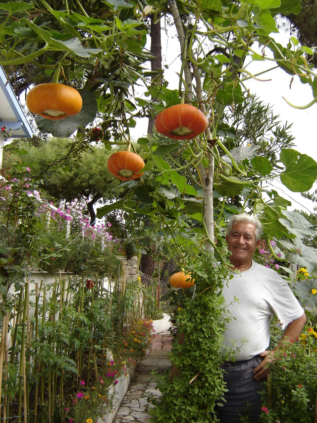 Un jardin terrasse dans les landes
