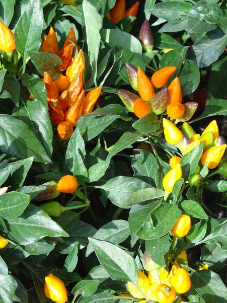 Des piments d’ornement juste pour la couleur